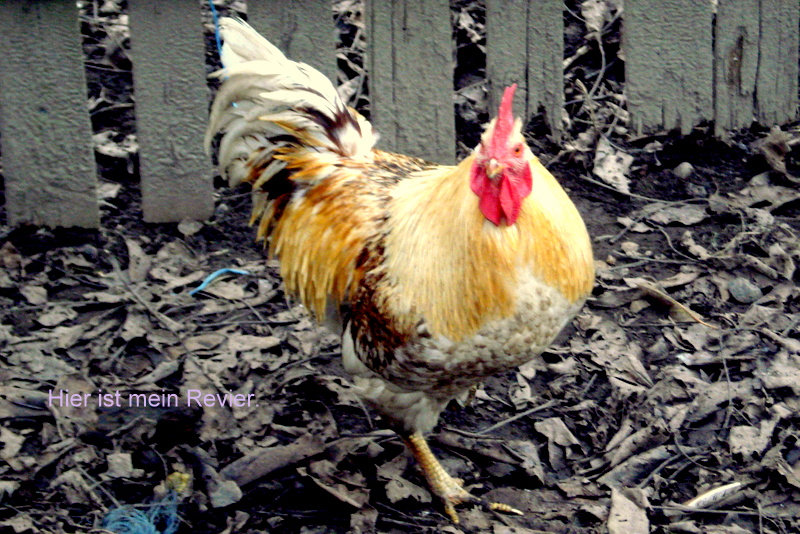 Hier ist mein Revier.