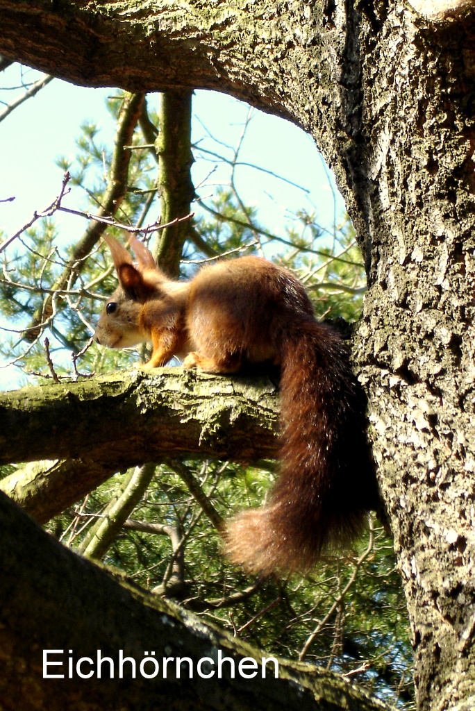 Eichhörnchen