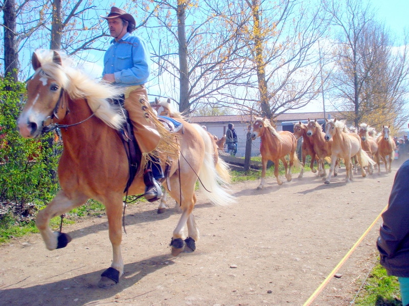Angeführt von einem Reiter kommt der 2. Zug der Stuten.