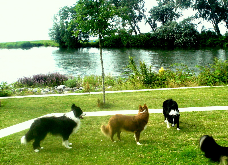 Eine fröhliche Hundefamilie.