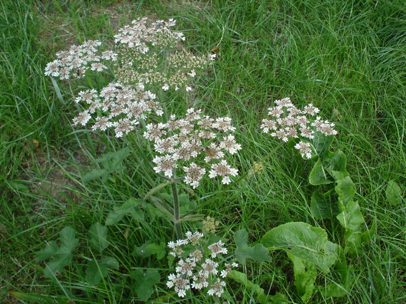 Wer kennt die Pflanze?