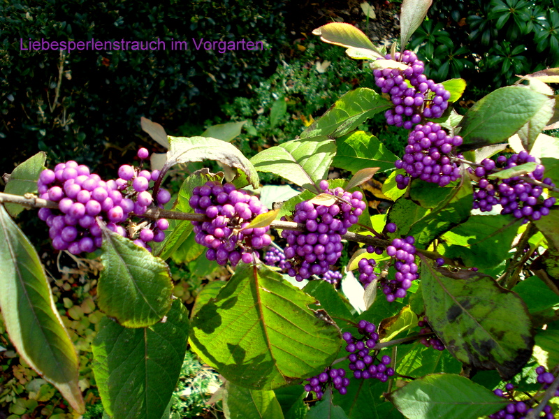 Liebesperlenstrauch im Vorgarten..