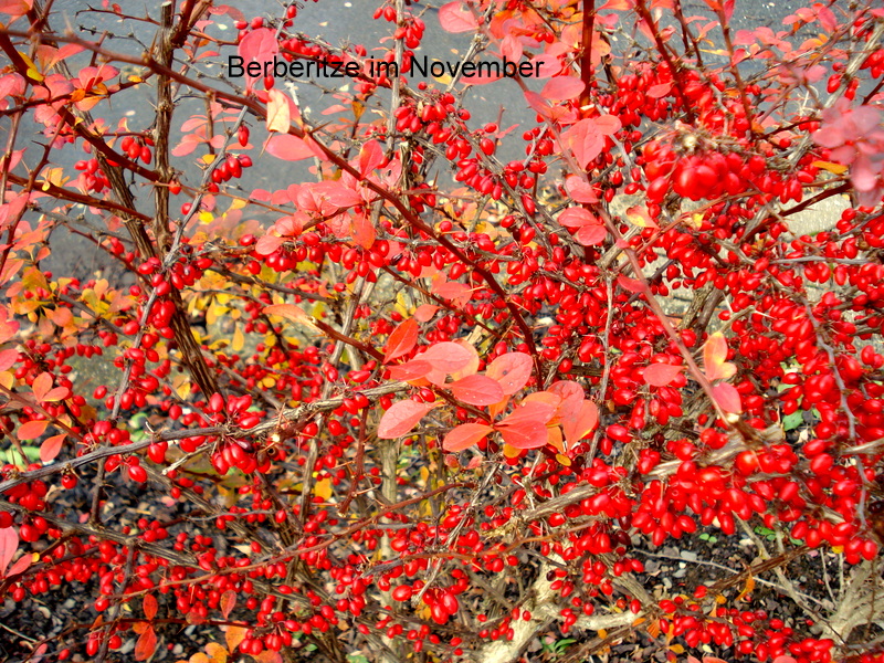 Berberitze im November