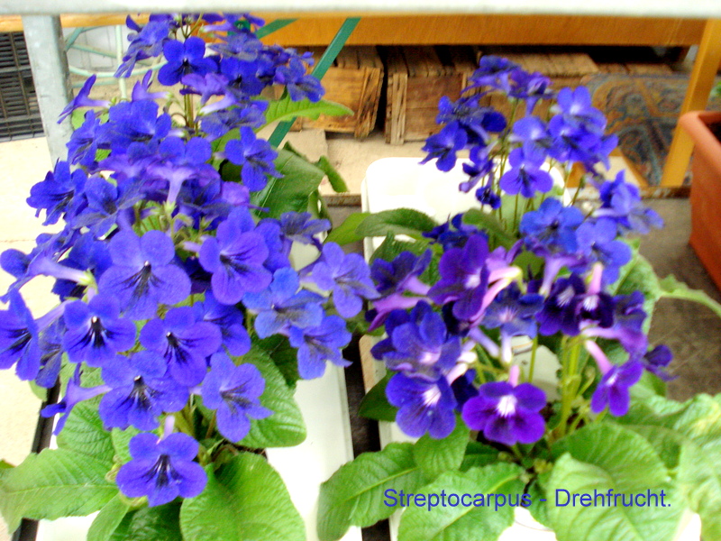 Streptocarpus - Drehfrucht.