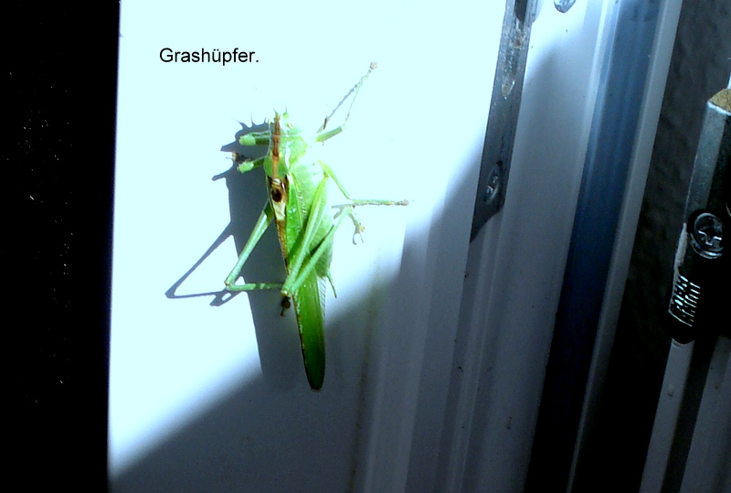 Grashüpfer.