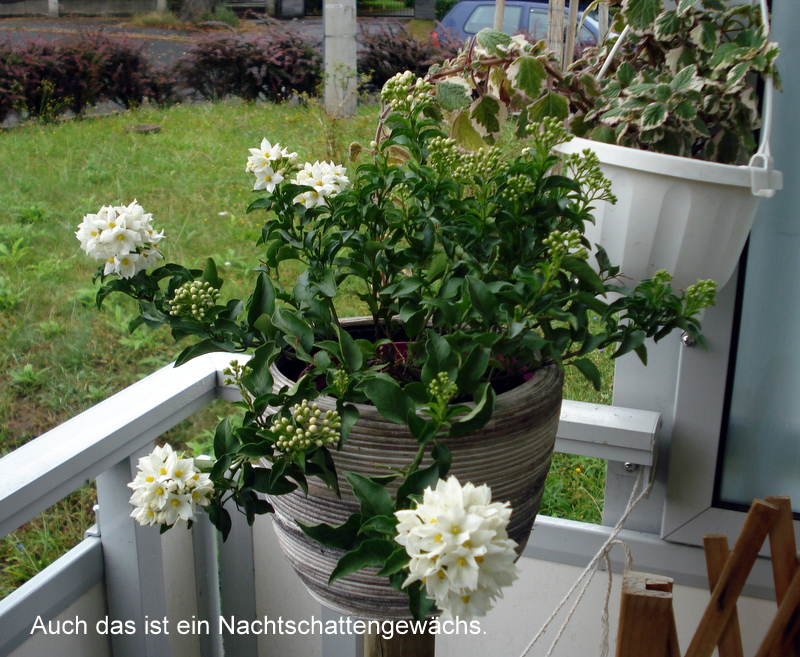 Auch das ist ein Nachtschattengewächs.