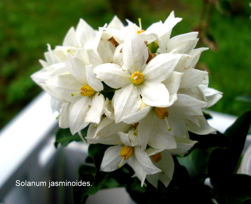 Solanum jasminoides.