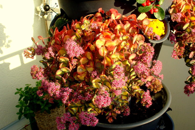 Sedum -  Fette Henne im November 2018