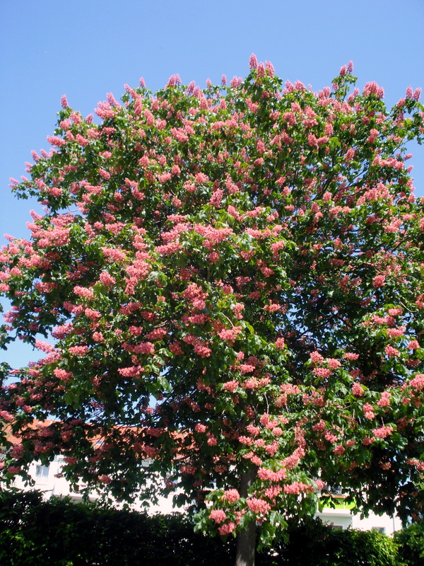 Kastanie an der Kircherstraße im Mai.