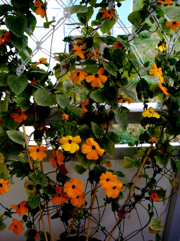 Schwarzäugige Susanna-