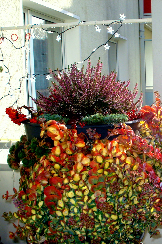 Bald ist Weihnachten.