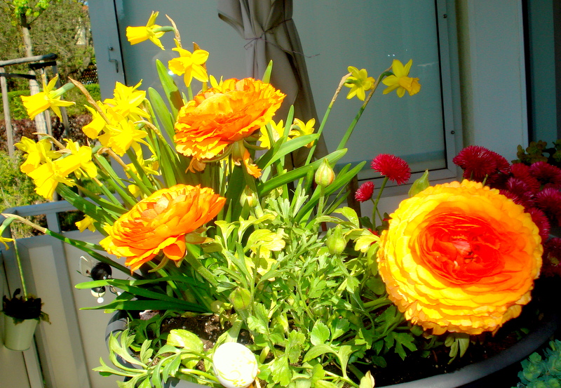 Ranunkeln, Bellis und Narzissen.
