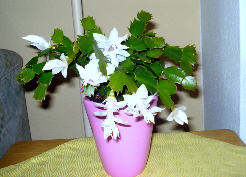 Weihnachtskaktus  2. Blüte  Anfang Mai