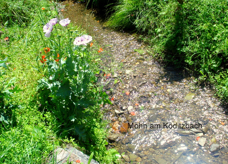 Mohn am Köditzbach.