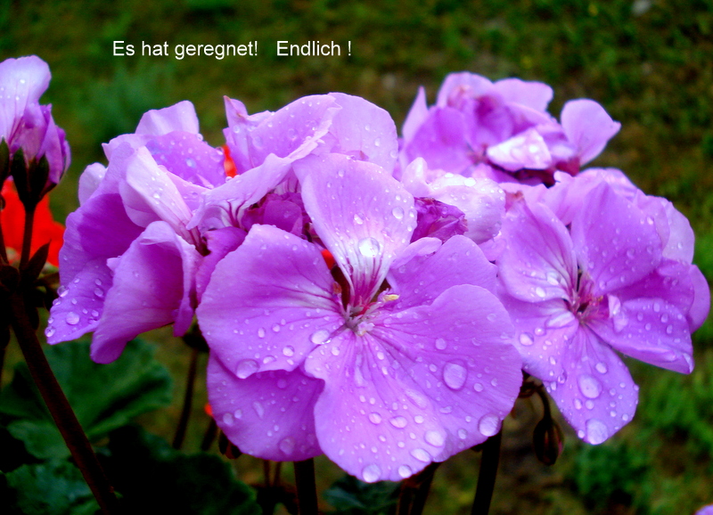 Es hat geregnet!   Endlich !