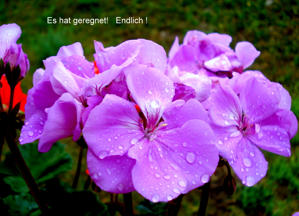 Es hat geregnet!   Endlich !