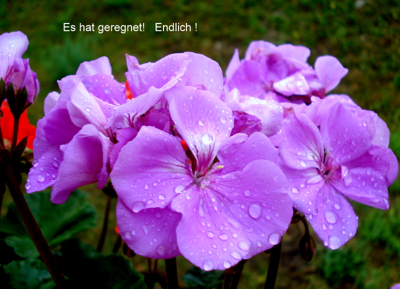 Es hat geregnet!   Endlich !
