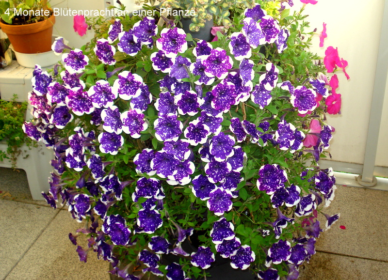 4 Monate Blütenpracht an einer Pflanze.