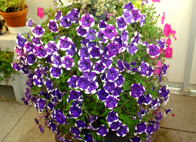 4 Monate Blütenpracht an einer Pflanze.