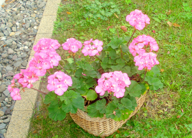 Mutterpflanzen  3. Jahr