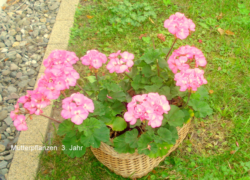 Mutterpflanzen  3. Jahr