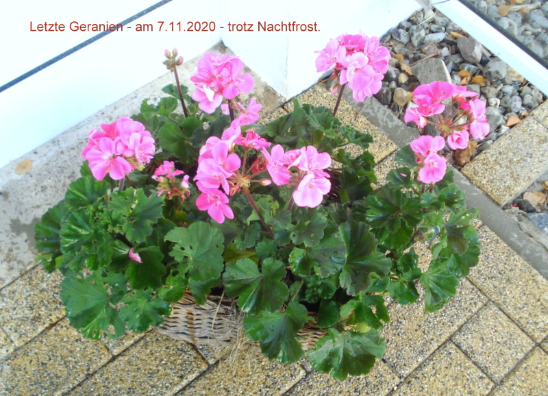 Letzte Geranien - am 7.11.2020 - trotz Nachtfrost.