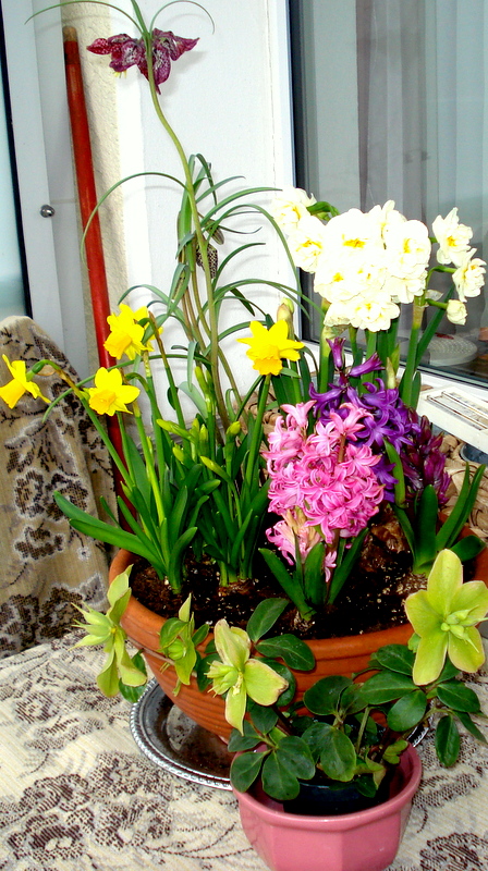 Erste Blüher auf dem Balkon.