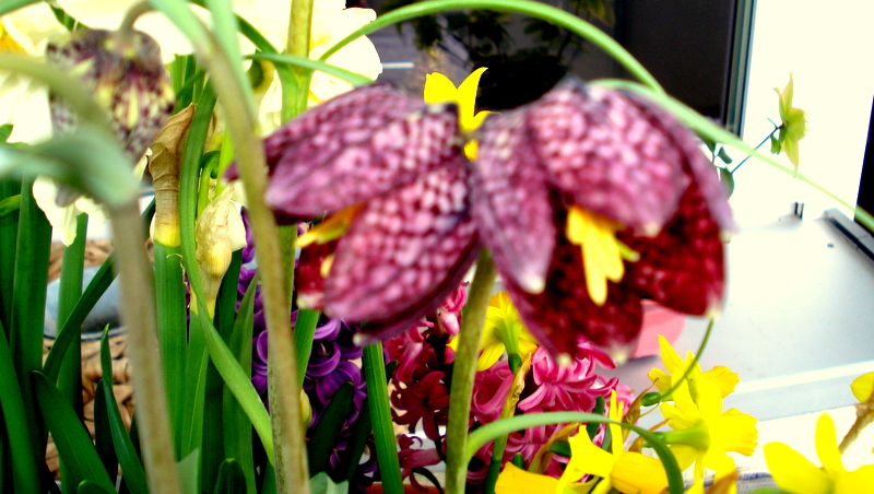 Schachbrettblume im März.