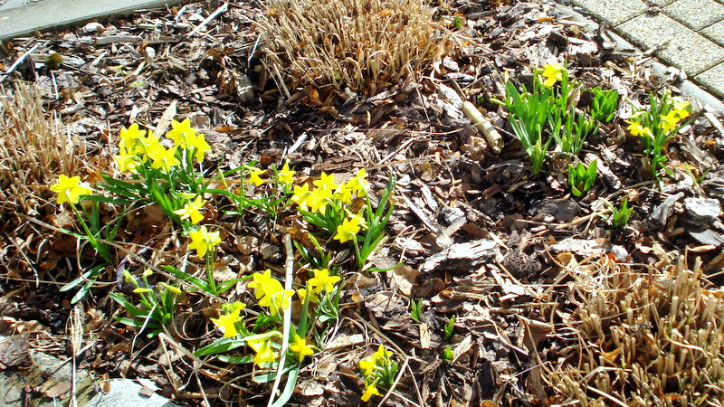 Frühling im Beet vor der Tür.