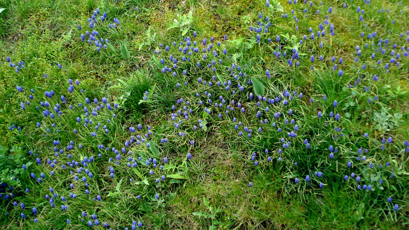 Muscari im Rasen.