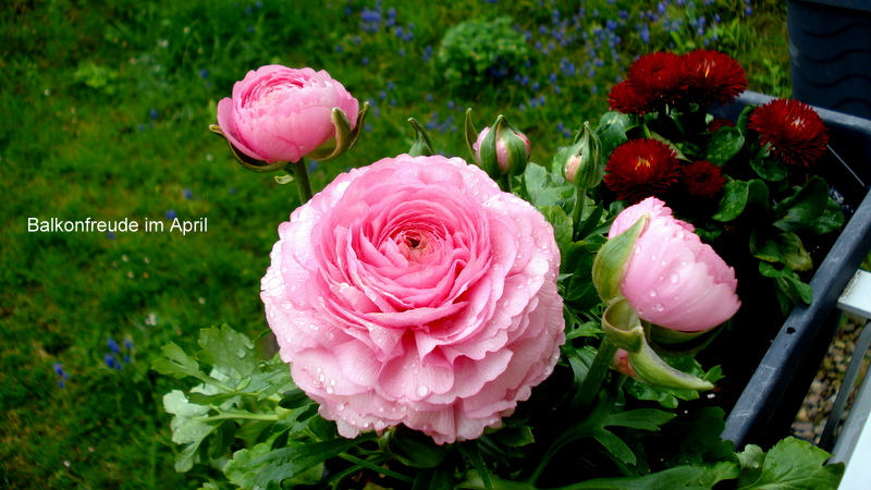 Ranunkeln nach dem Regen.
