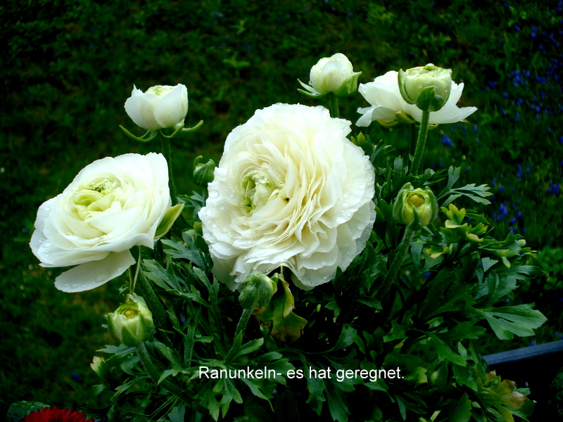 Ranunkeln- es hat geregnet.