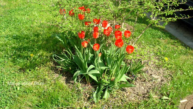 1. Mai in voller Blüte.