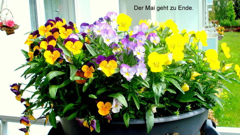 Der Mai geht zu Ende.