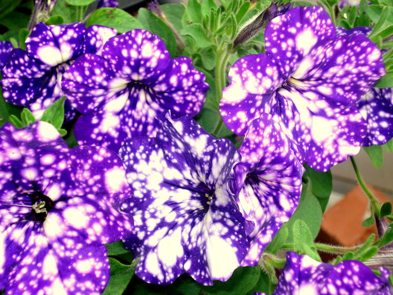 Petunien im Pflanzturm