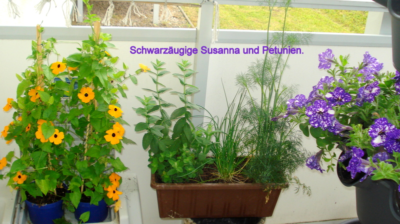 Schwarzäugigr Susanna und Petunien.