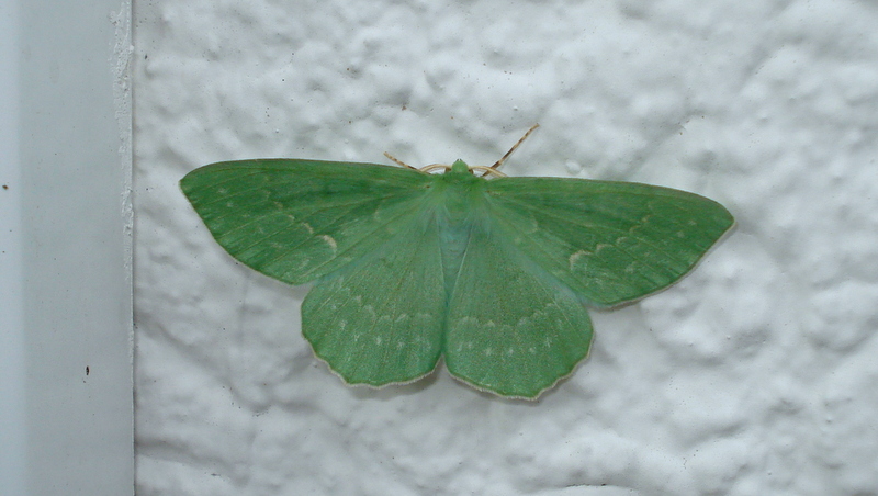 ^Schmetterling an der Tür.