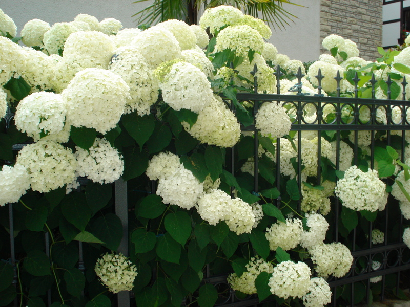 Hortensien am Eschenstübel 25-07-2021