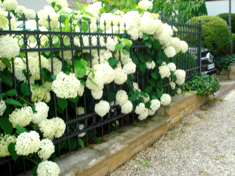 Hortensien am Eschenstübel  25.07.2021