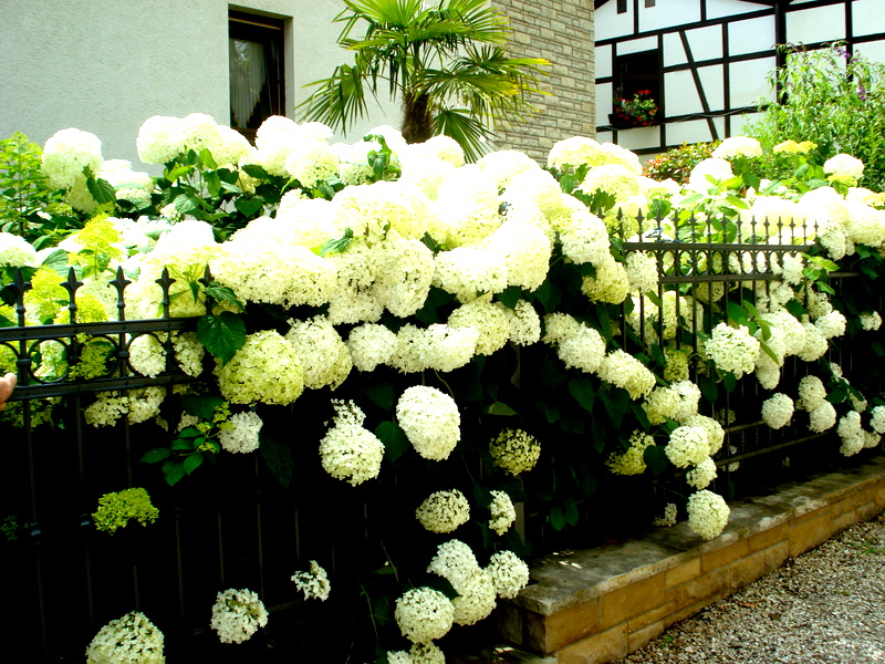 Hortensien vor unserem Stammlokal  25.07.2021  13,00 Uhr