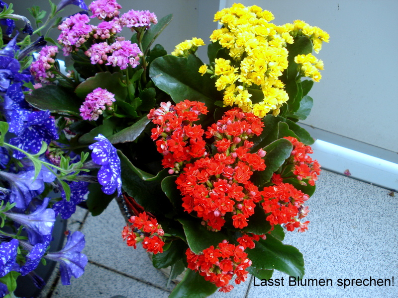 Lasst Blumen sprechen!