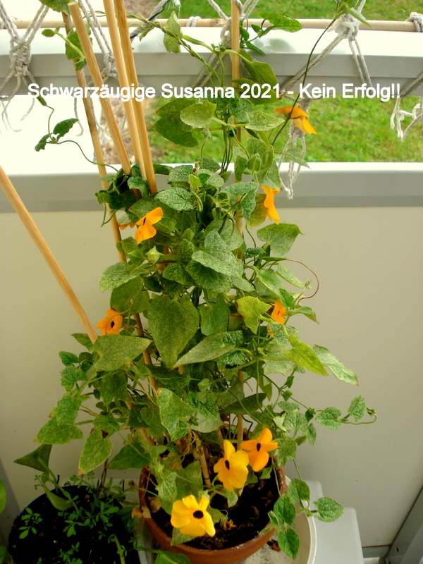 Schwarzäugige Susanna 2021 - Kein Erfolg!!