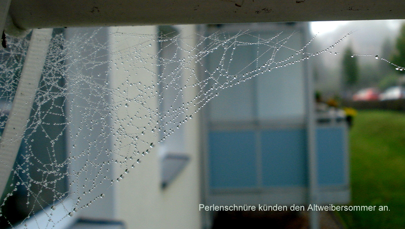 Perlenschnüre künden den Altweibersommer an.