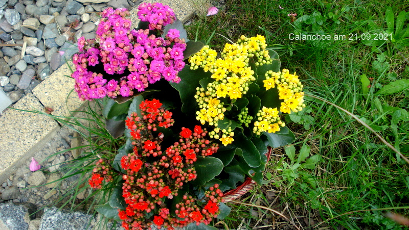 Calanchoe am 21.09.2021