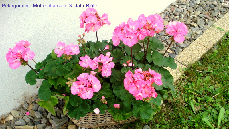 Pelargonien - Mutterpflanzen  3. Jahr Blüte.