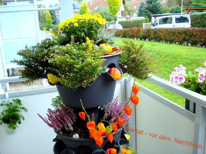 Herbst - vor dem  Nachtfrost.