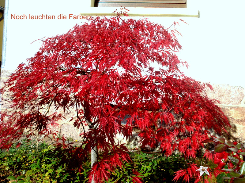 Noch leuchten die Farben,