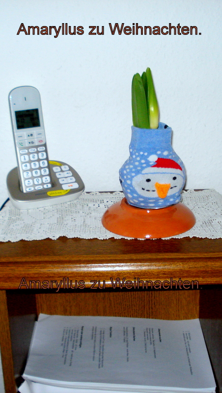Amaryllus zu Weihnachten.