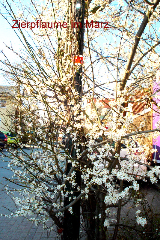 Zierpflaume im März.