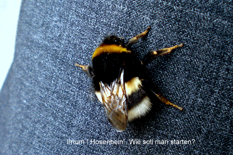 Irrtum ! Hosenbein!  Wie soll man starten?